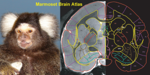 Marmoset_Atlas