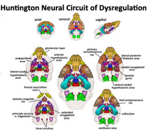 Mouse Huntington Neural circuit